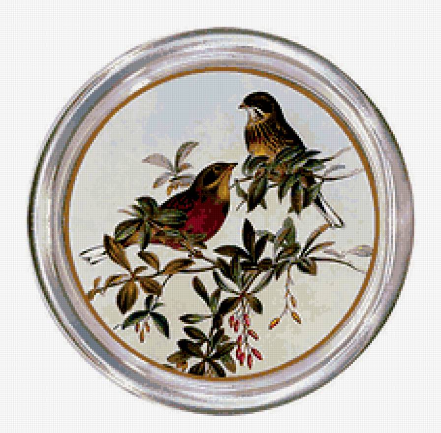 Пташки - красота, пернатые - предпросмотр