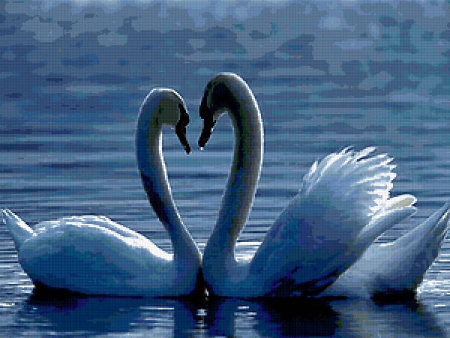 лебеди - лебеди - предпросмотр