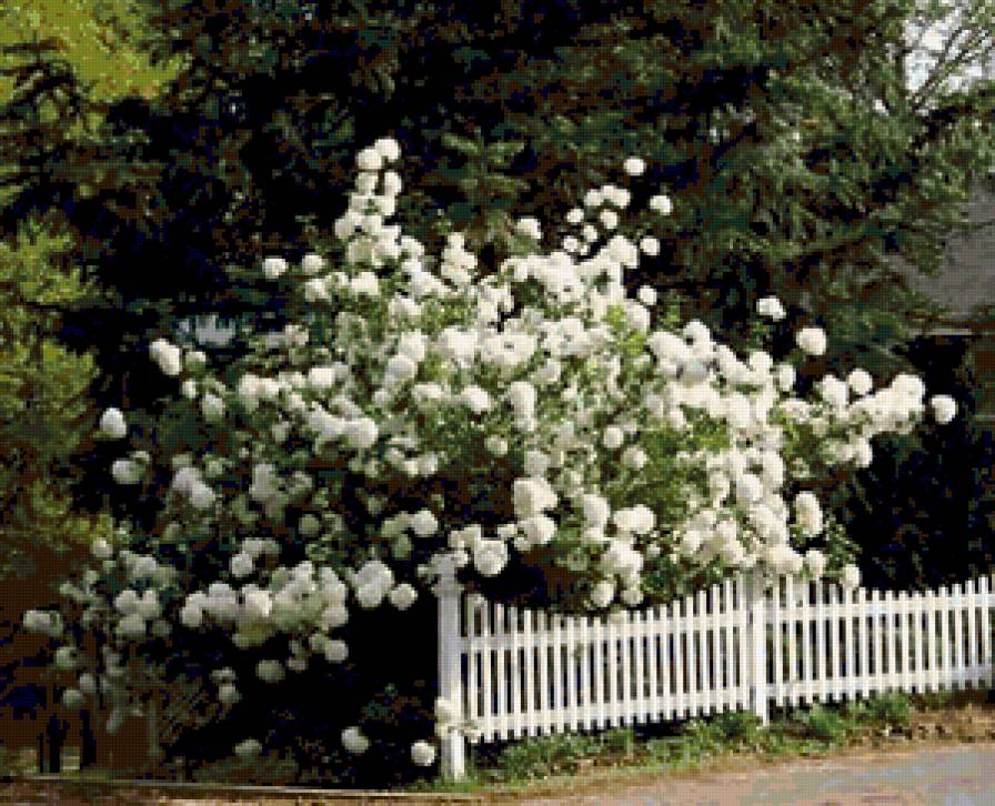 цветы - предпросмотр