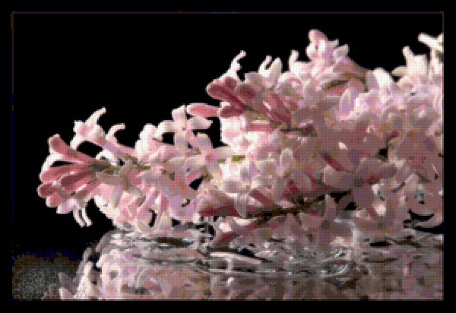 цветы - предпросмотр