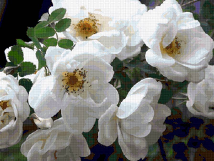 цветы - предпросмотр