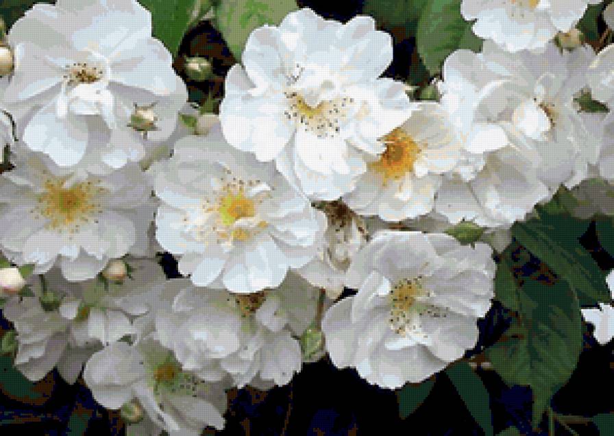 цветы - предпросмотр