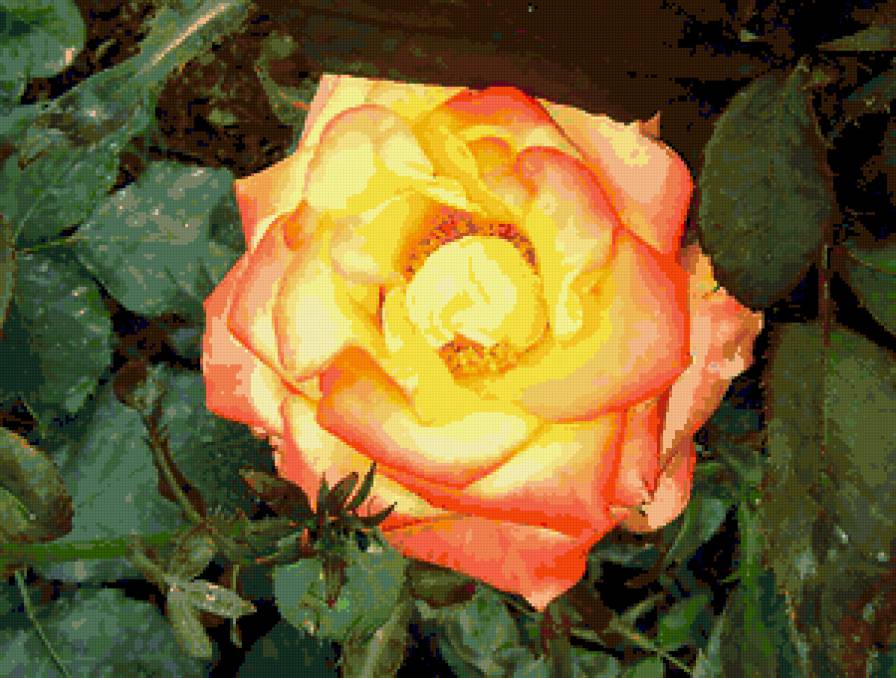 роза - цветы, розы, роза, цветок - предпросмотр