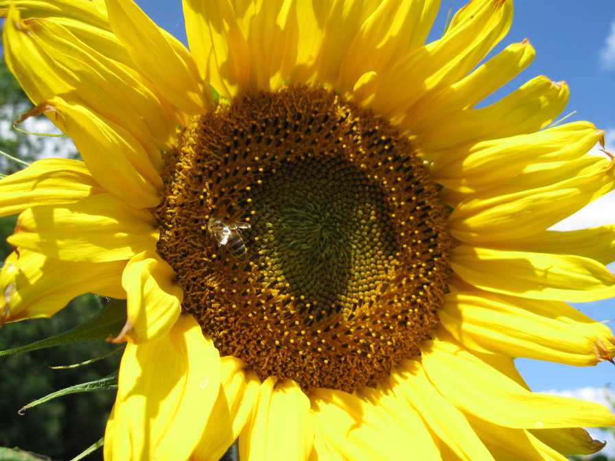 подсолнух - подсолн, лето - оригинал