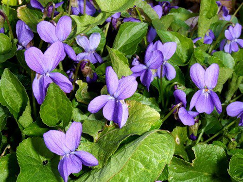 №328430 - цветы - оригинал