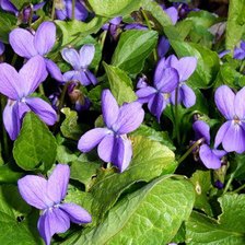 Схема вышивки «№328430»