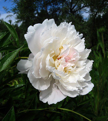 пион - пион, цветы, пионы, цветник, цветок - оригинал