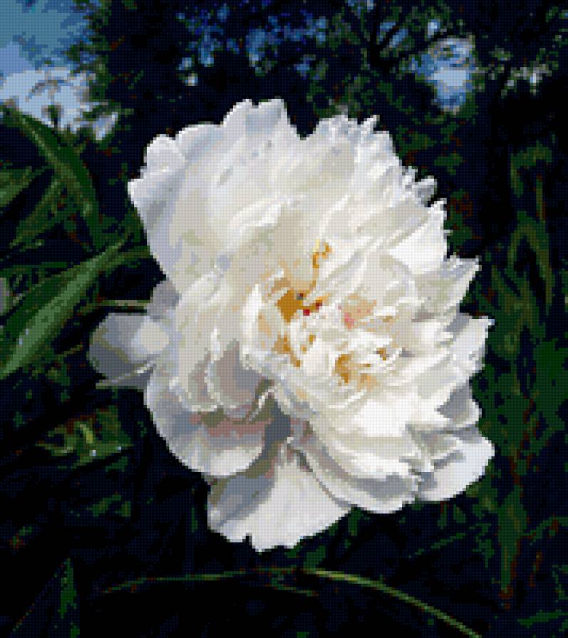 пион - пион, цветник, цветы, пионы, цветок - предпросмотр