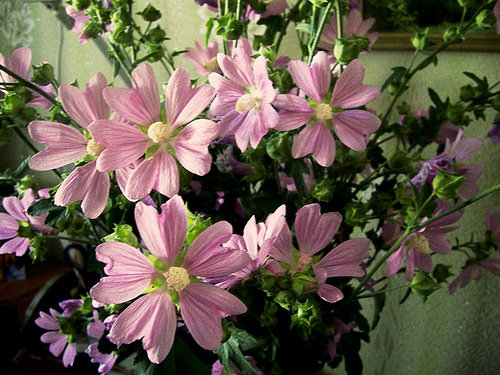 №328437 - цветы - оригинал