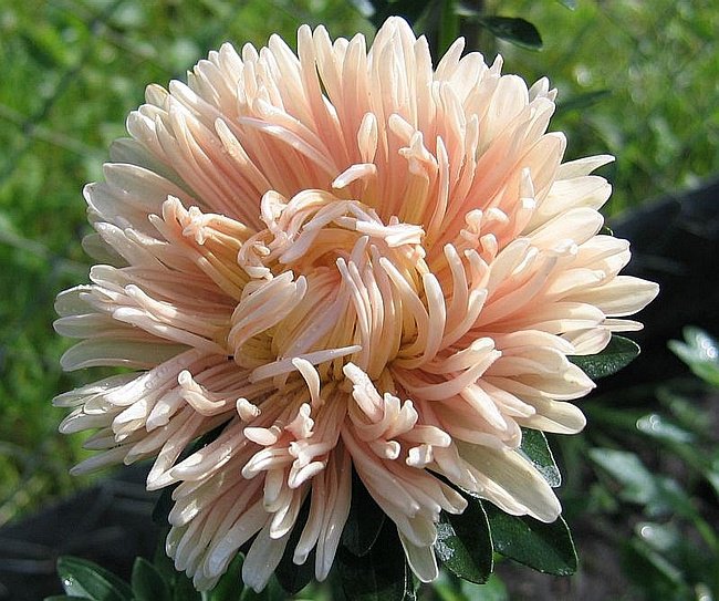 №328460 - цветы, астры - оригинал