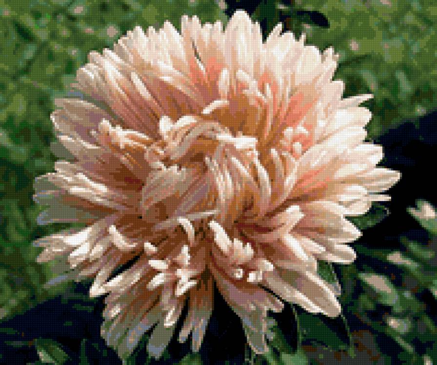 №328460 - цветы, астры - предпросмотр