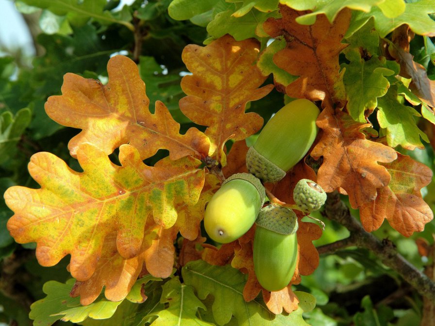 желуди - дуб, желуди, осень - оригинал