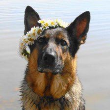 Схема вышивки «овча»