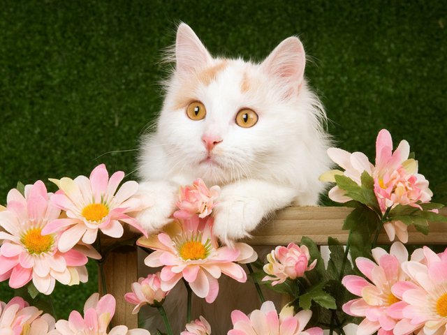 коты - оригинал