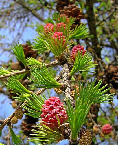 пробуждение природы - весна, ель, шишки - оригинал