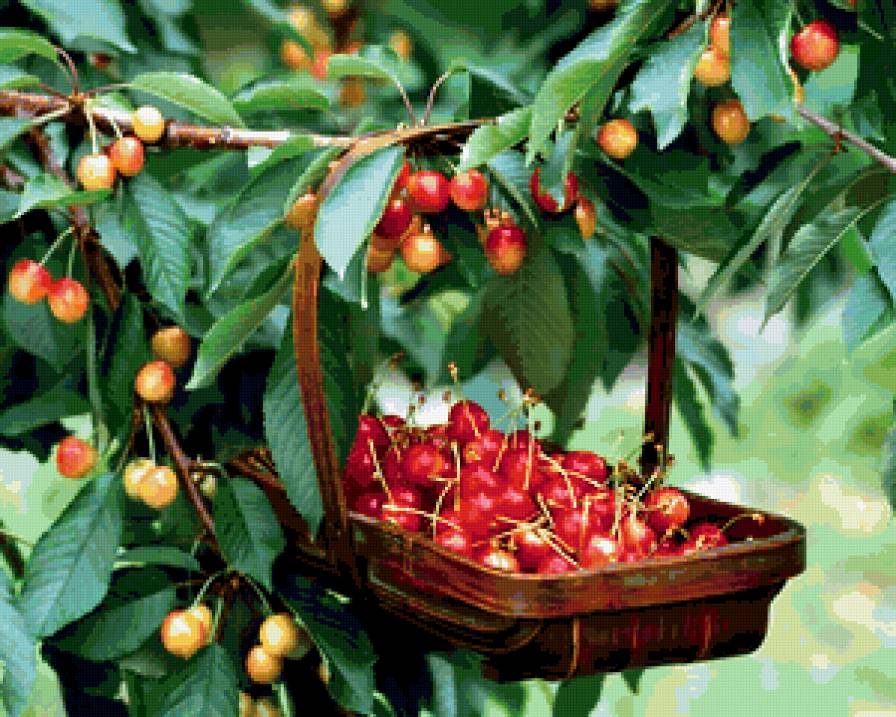 Черешня - сад, лист, ягода, корзина, черешня - предпросмотр
