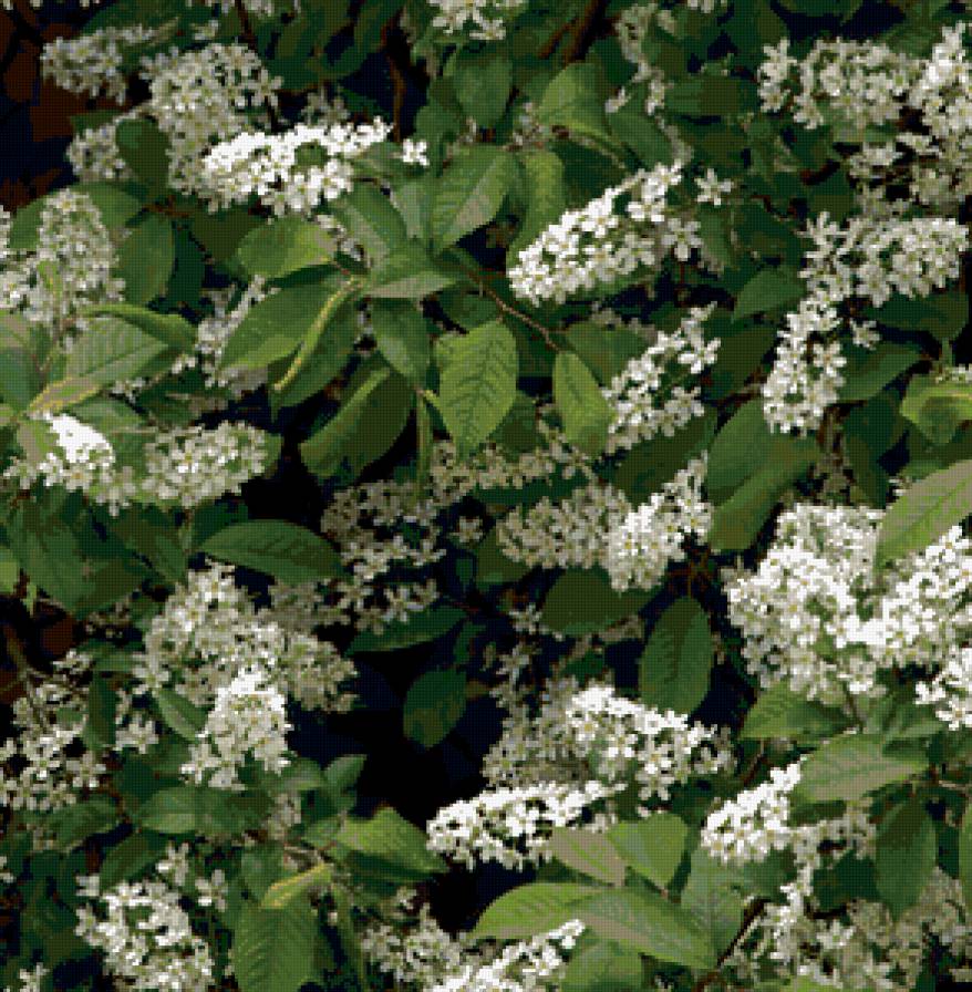 черемуха - черемуха, природа, весна, сады, цветы, подушка - предпросмотр