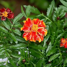 Схема вышивки «№328983»