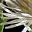 Предпросмотр схемы вышивки «хризантемы» (№328991)