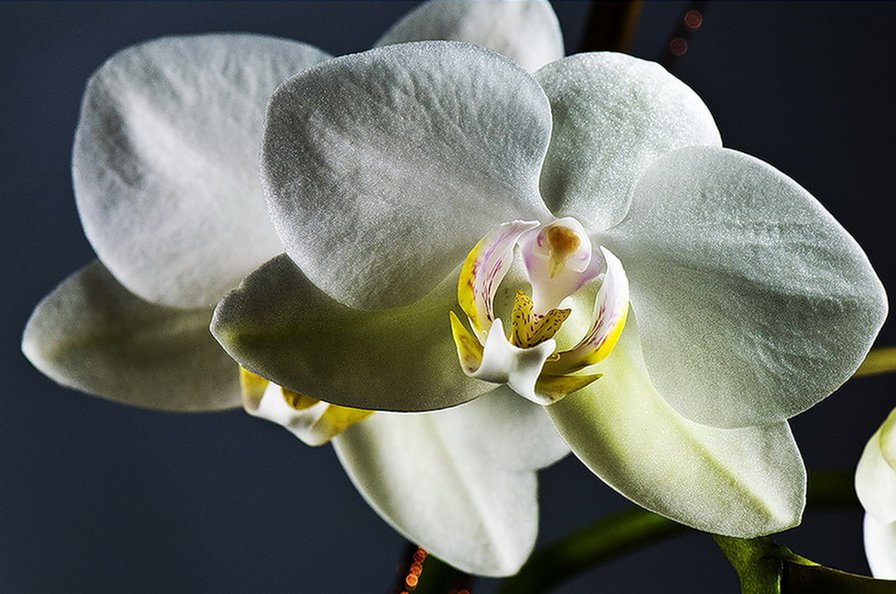 орхидея - цветы, орхидеи - оригинал