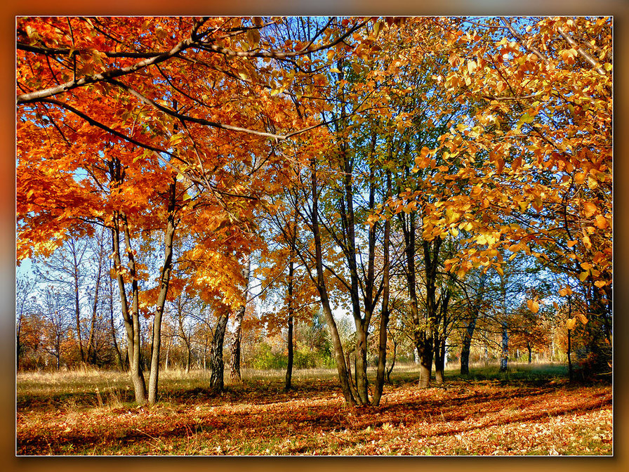 осень - природа, пейзаж, деревья, осень - оригинал