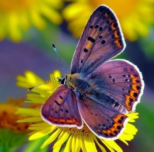 №329170 - бабочка, цветы, картина - оригинал