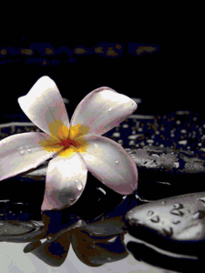 цветок - цветок - предпросмотр