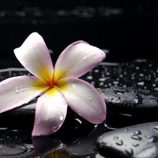 Схема вышивки «цветок»