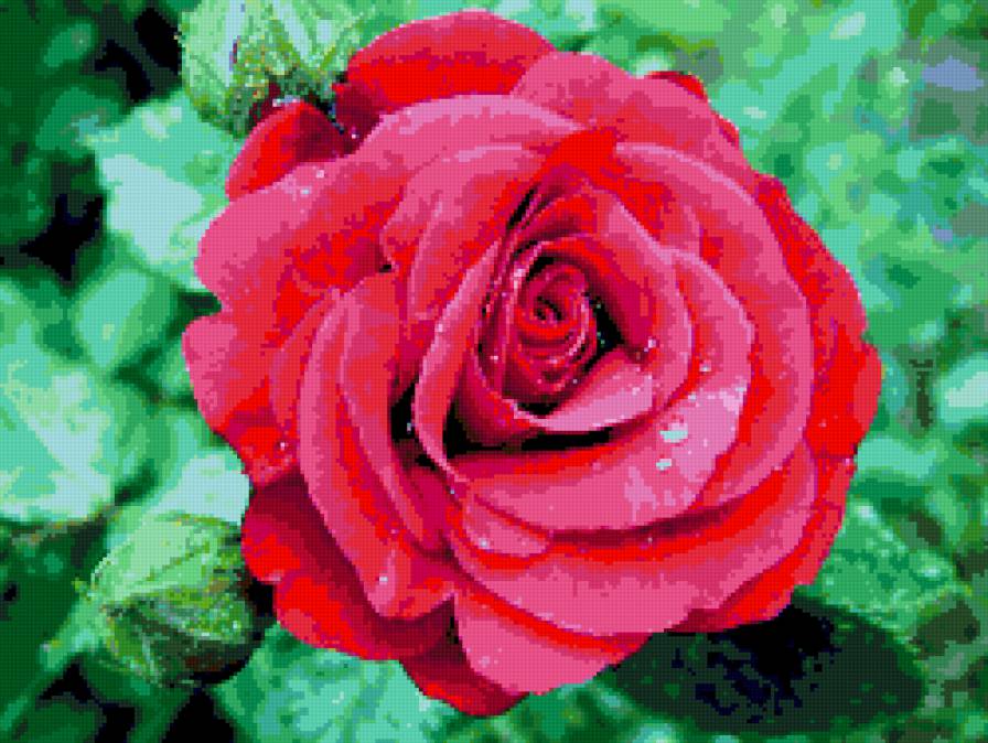 роза - цветок, розы, цветы, роза - предпросмотр