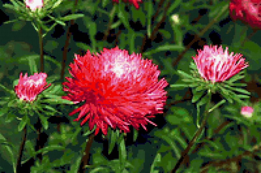 астры - астры, цветы - предпросмотр