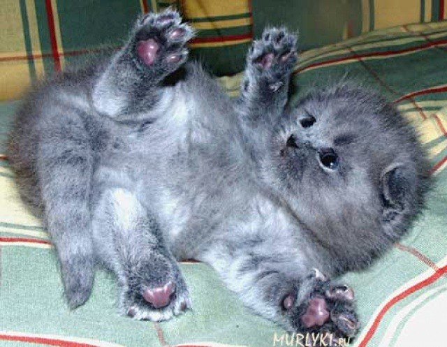 Котенок - котенок - оригинал