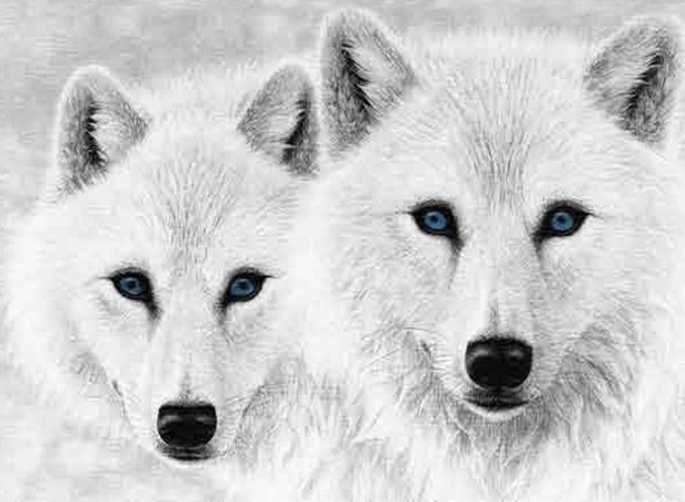 Белые волки - волки, белые, пара - оригинал