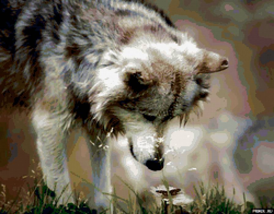 волк - волки, хищник, волк, животное, бабочка, зверь - предпросмотр