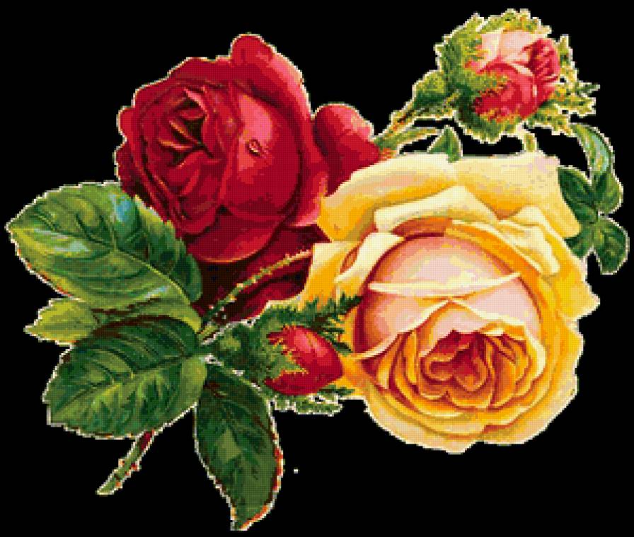 розы 50 - предпросмотр