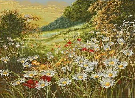 Ромашковое поле на закате. - цветы, лето, пейзаж - оригинал