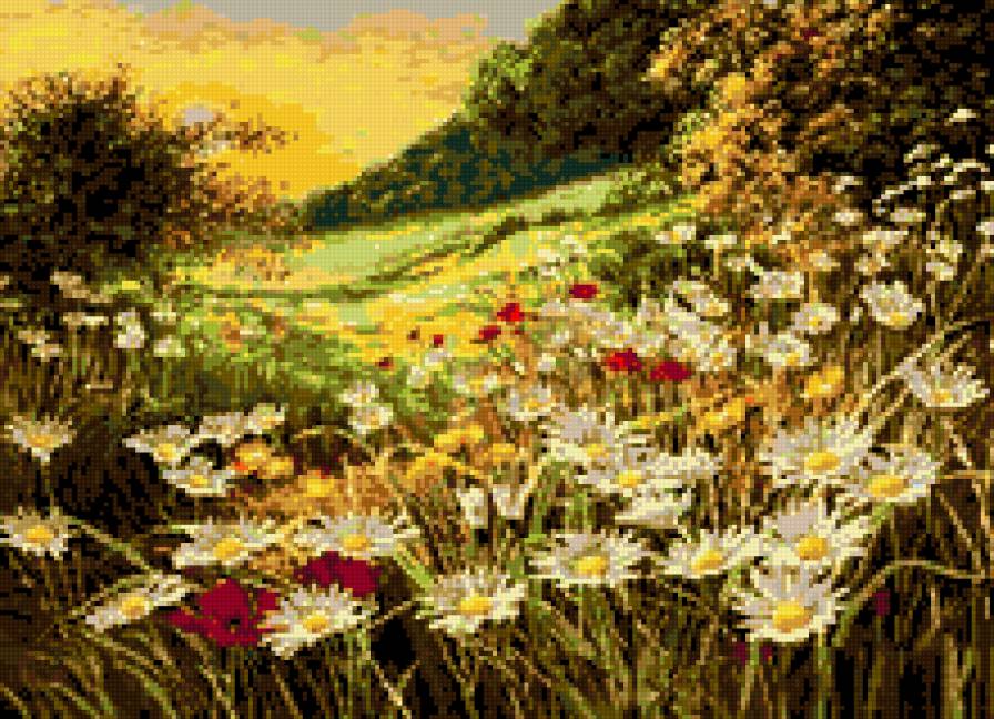 Ромашковое поле на закате. - лето, пейзаж, цветы - предпросмотр