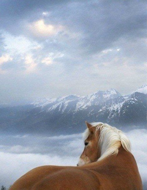 Лошадь - оригинал