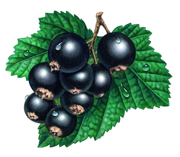 Чёрная смородина - ягодки, ягода, смородина, черная смородина, панно - оригинал