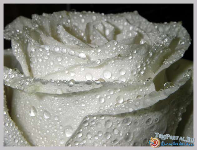 роза - оригинал