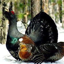 Схема вышивки «птицы»