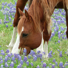 Схема вышивки «лошадка»