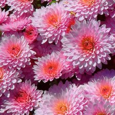 Схема вышивки «№330120»