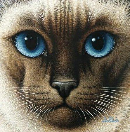 кот - оригинал