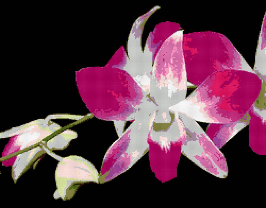 orhidea - tveti, orhidea - предпросмотр