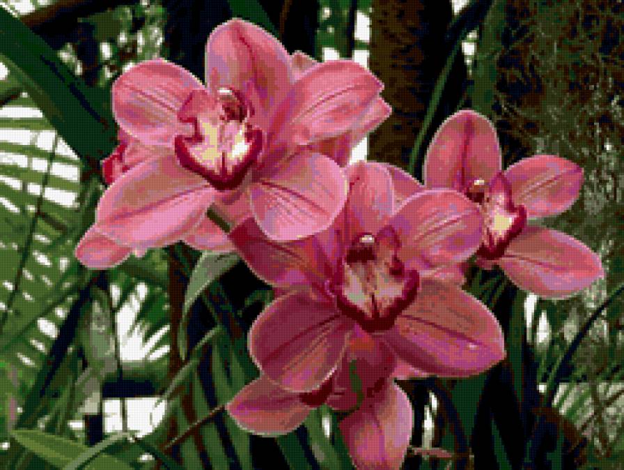 орхидея - цветы, орхидея, панно - предпросмотр