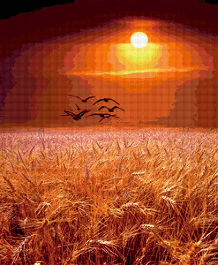 Поле ржи на закате - птицы, закат, поле - предпросмотр