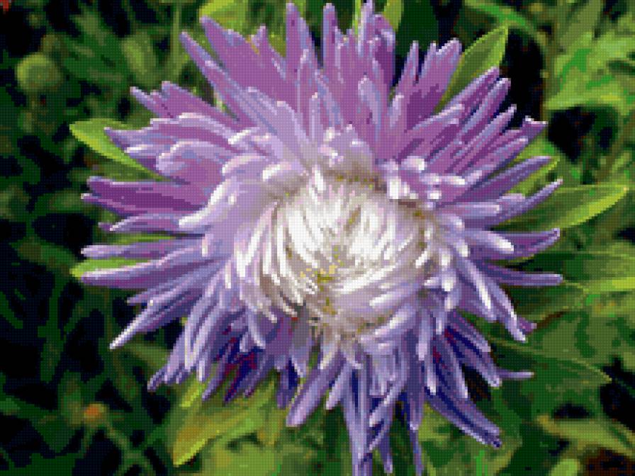 Астра - цветы - предпросмотр