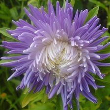 Схема вышивки «Астра»