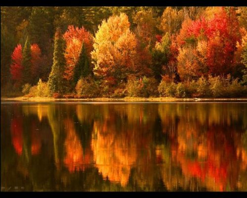 огненный лес - оригинал