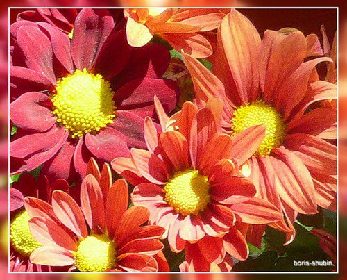 №330463 - цветы - оригинал